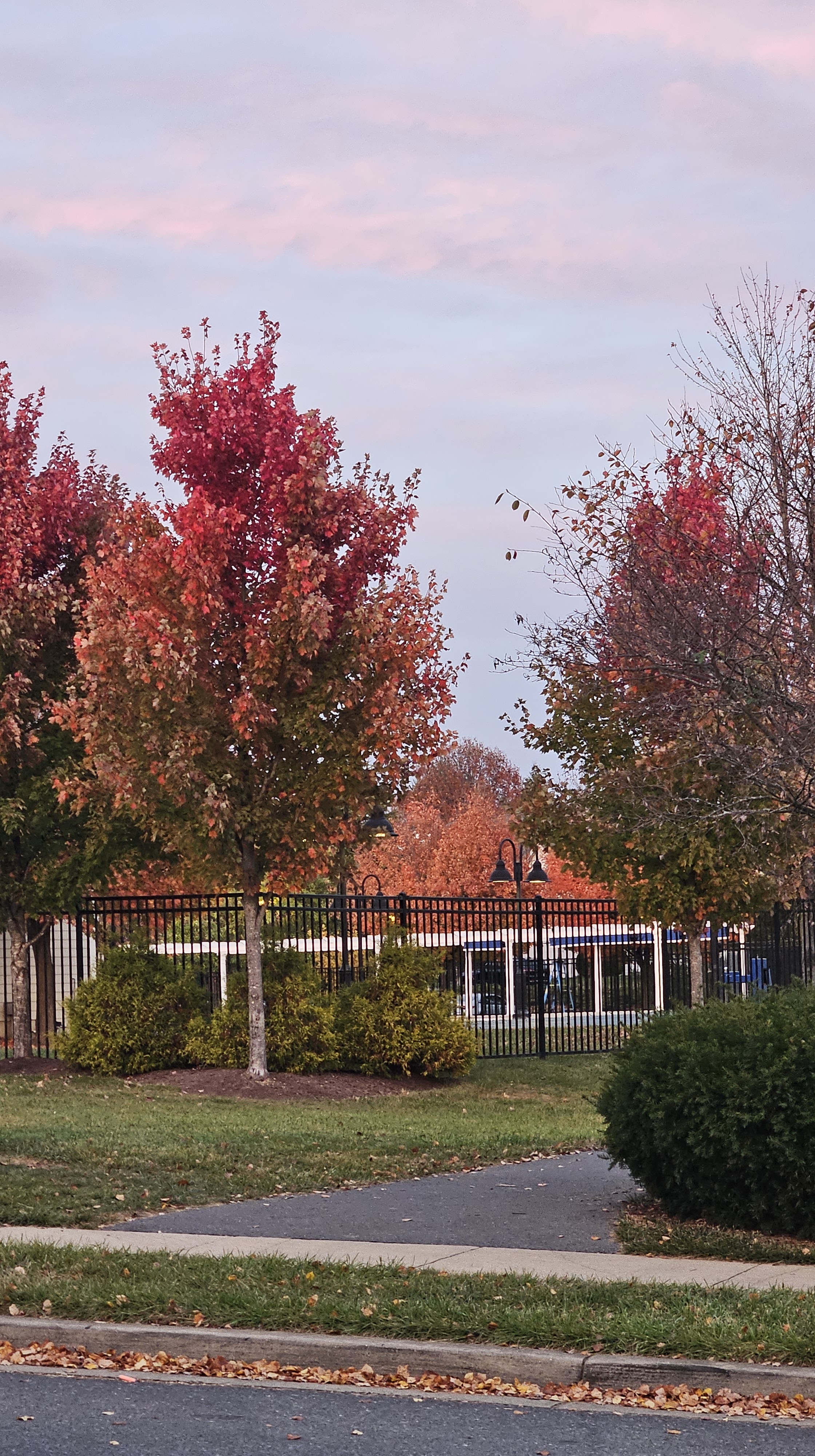 Image of fall changing trees